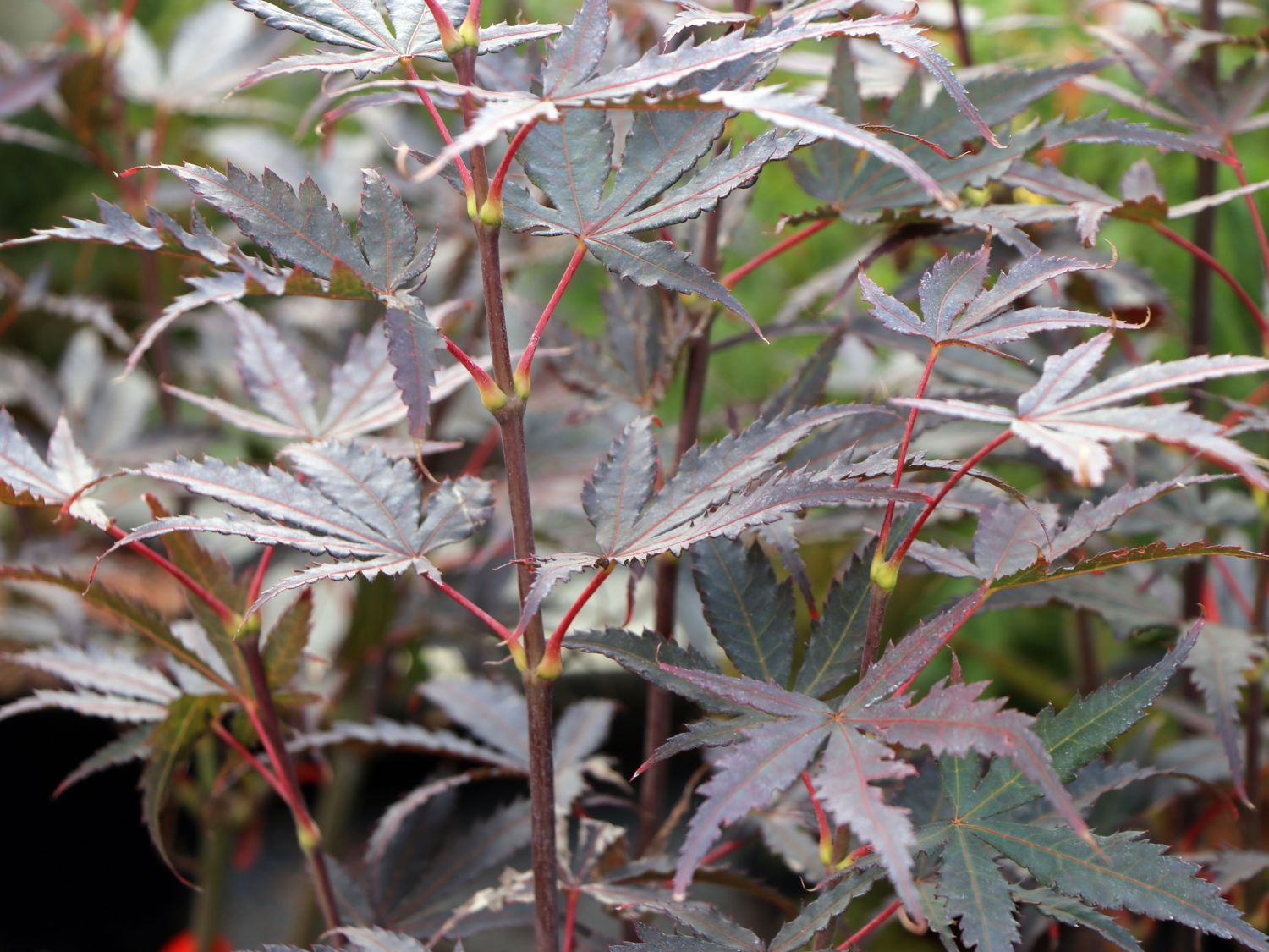 Fächerahorn 'Hupp's Red Willow' - Acer palmatum 'Hupp's Red Willow'