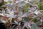 Fächerahorn 'Hupp's Red Willow' - Acer palmatum 'Hupp's Red Willow'