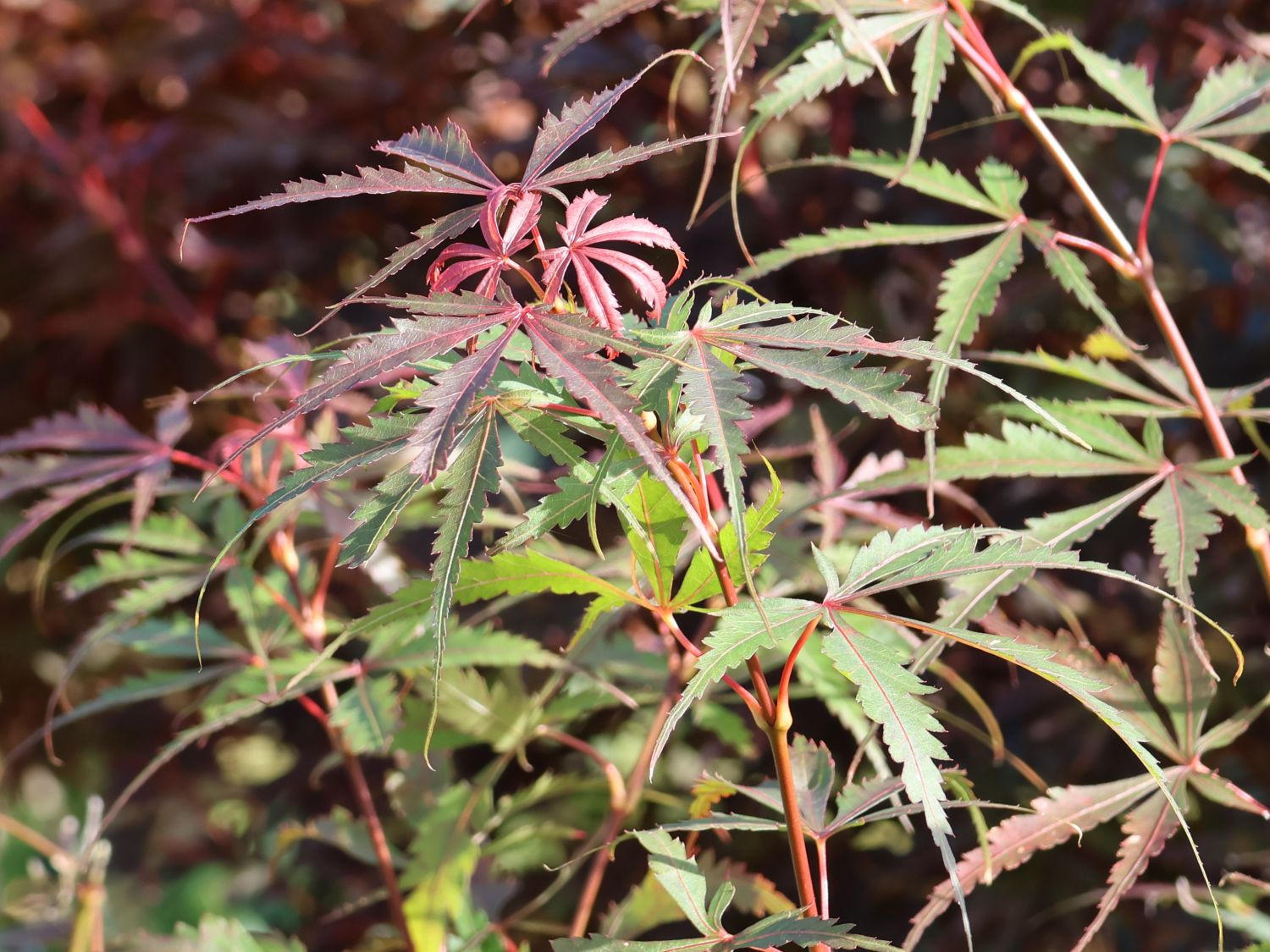 Fächerahorn 'Jerre Schwartz'