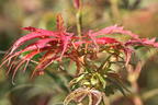 Fächerahorn 'Jerre Schwartz' - Acer palmatum 'Jerre Schwartz'