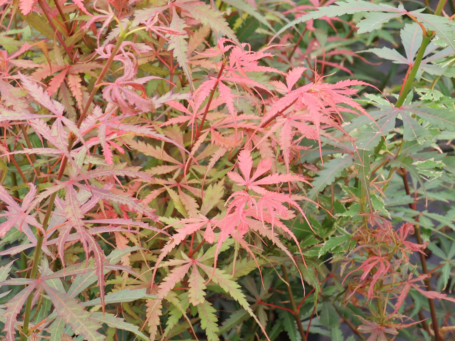 Fächerahorn 'Jerre Schwartz' - Acer palmatum 'Jerre Schwartz'