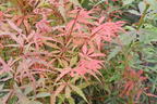 Fächerahorn 'Jerre Schwartz' - Acer palmatum 'Jerre Schwartz'