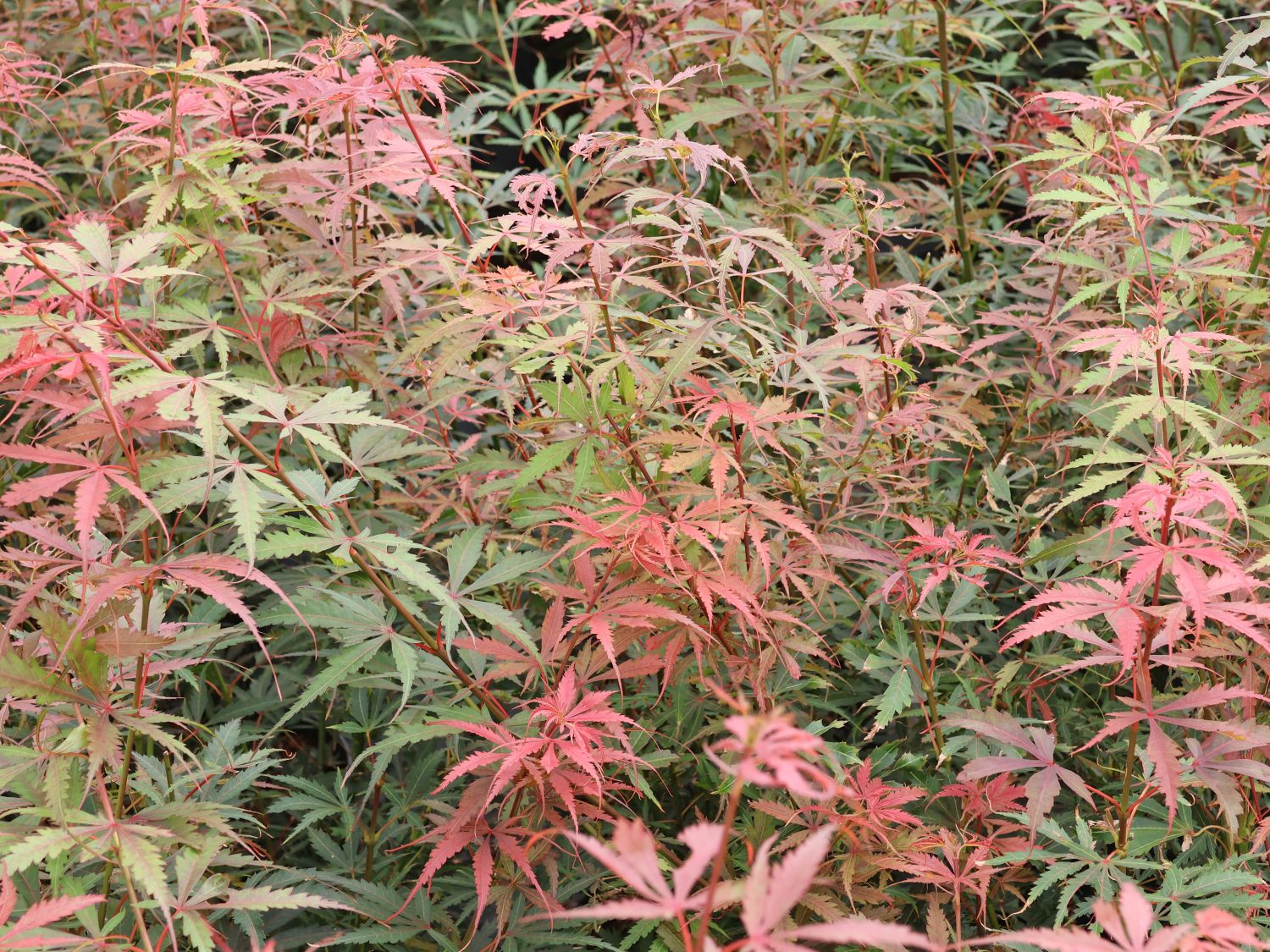 Fächerahorn 'Jerre Schwartz' - Acer palmatum 'Jerre Schwartz'