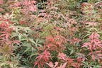 Fächerahorn 'Jerre Schwartz' - Acer palmatum 'Jerre Schwartz'