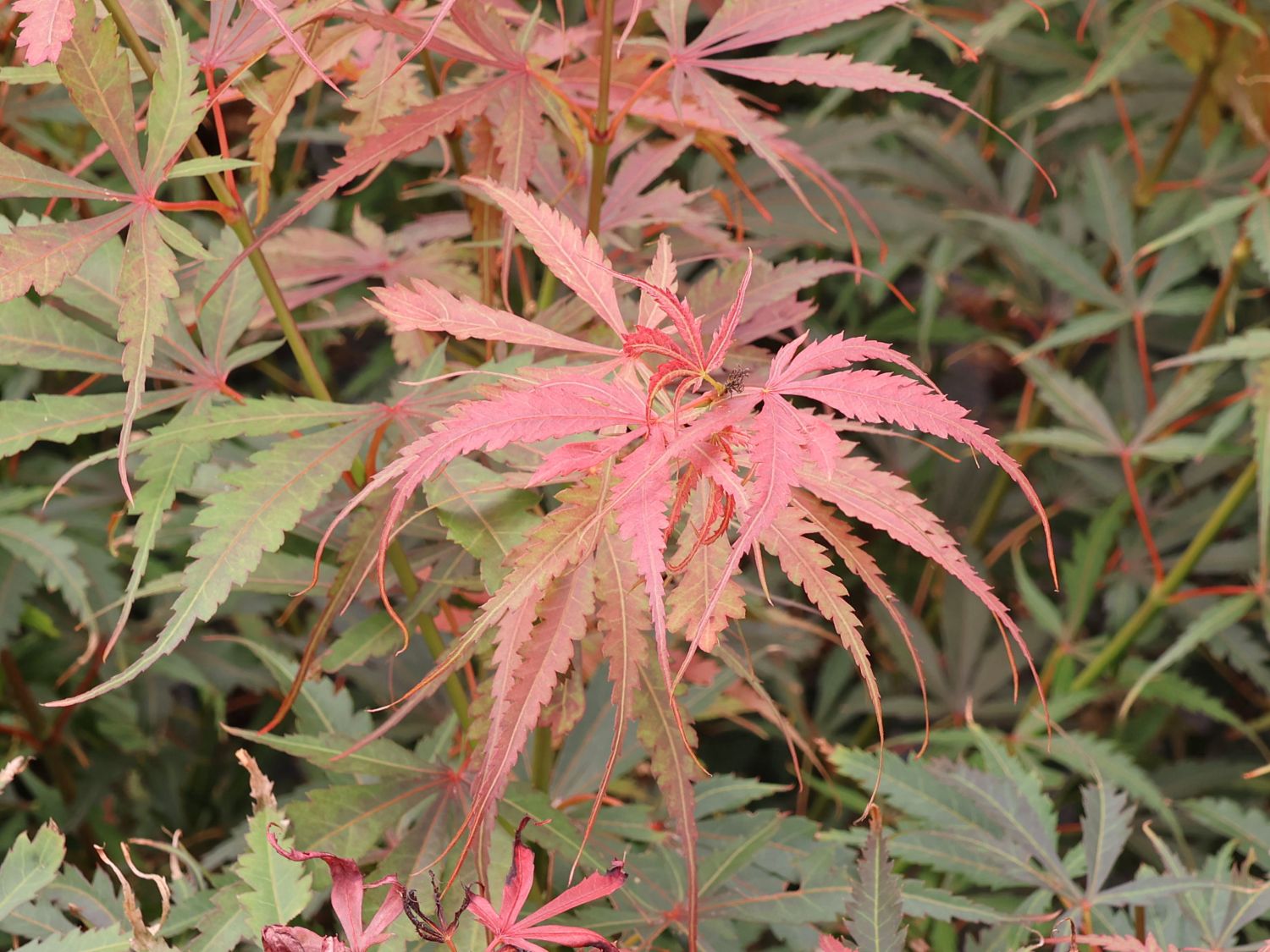 Fächerahorn 'Jerre Schwartz' - Acer palmatum 'Jerre Schwartz'
