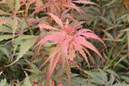 Fächerahorn 'Jerre Schwartz' - Acer palmatum 'Jerre Schwartz'