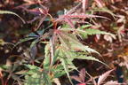 Fächerahorn 'Jerre Schwartz' - Acer palmatum 'Jerre Schwartz'