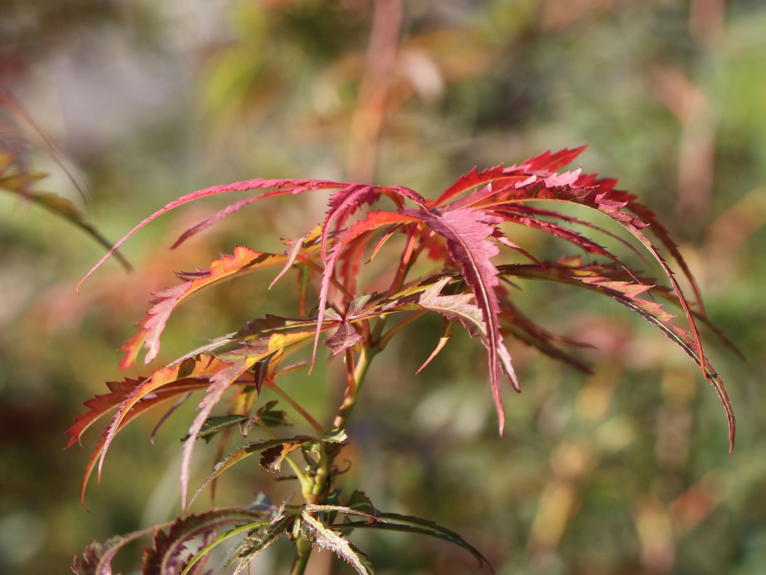 Fächerahorn 'Jerre Schwartz' - Acer palmatum 'Jerre Schwartz'