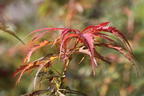 Fächerahorn 'Jerre Schwartz' - Acer palmatum 'Jerre Schwartz'