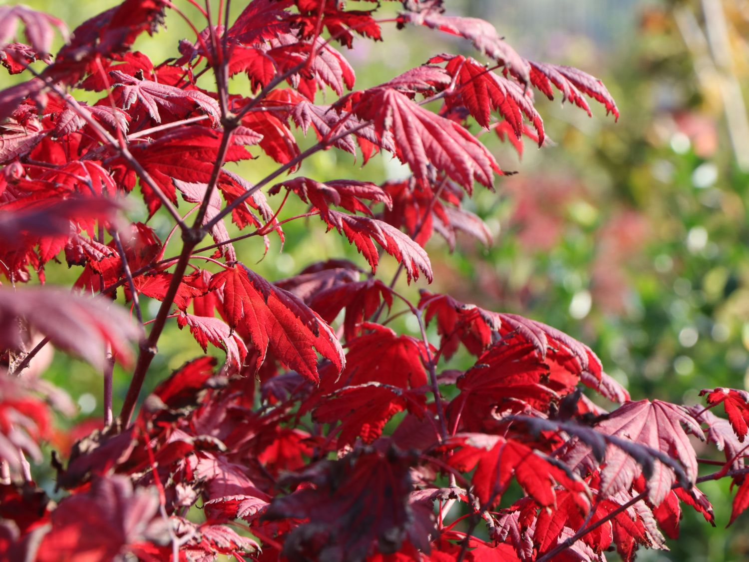 Japanischer Goldahorn 'Jordan' - Acer shirasawanum 'Jordan'