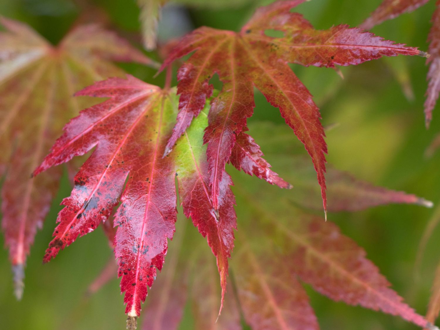 Japanischer Goldahorn 'Jordan' - Acer shirasawanum 'Jordan'