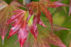 Japanischer Goldahorn 'Jordan' - Acer shirasawanum 'Jordan'