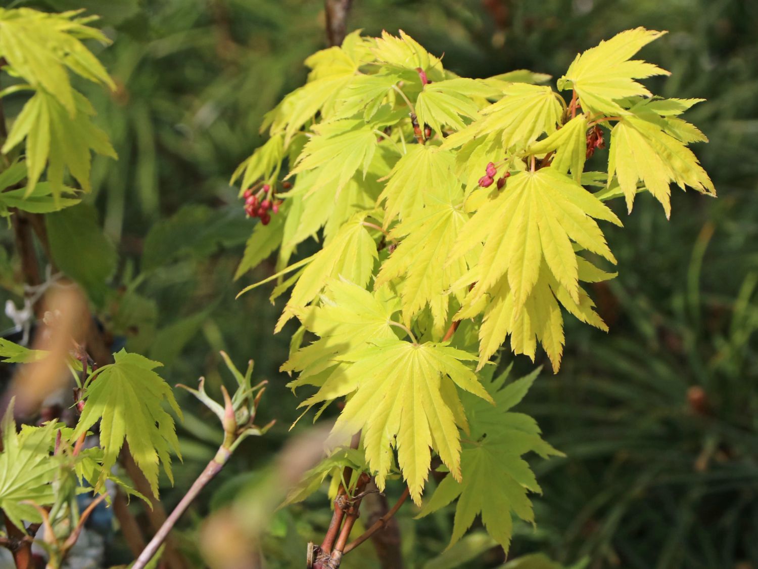 Japanischer Goldahorn 'Jordan' - Acer shirasawanum 'Jordan'