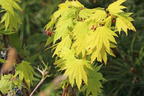 Japanischer Goldahorn 'Jordan' - Acer shirasawanum 'Jordan'