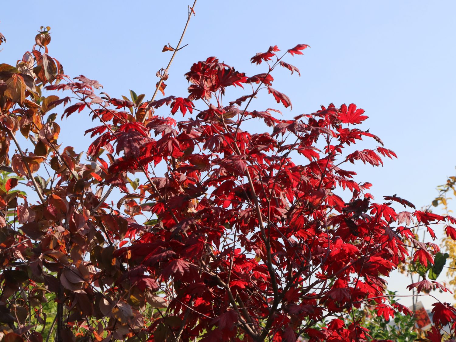 Japanischer Goldahorn 'Jordan' - Acer shirasawanum 'Jordan'