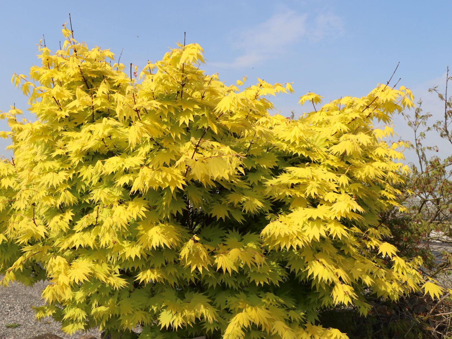 Japanischer Goldahorn 'Jordan' - Acer shirasawanum 'Jordan'