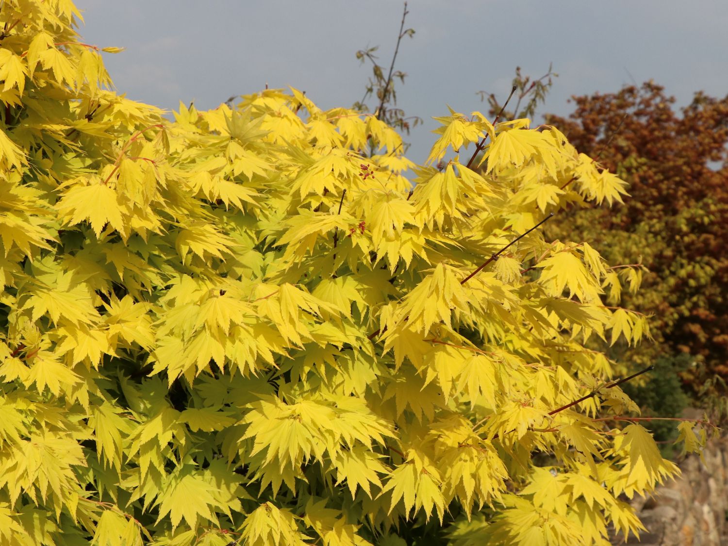 Japanischer Goldahorn 'Jordan' - Acer shirasawanum 'Jordan'
