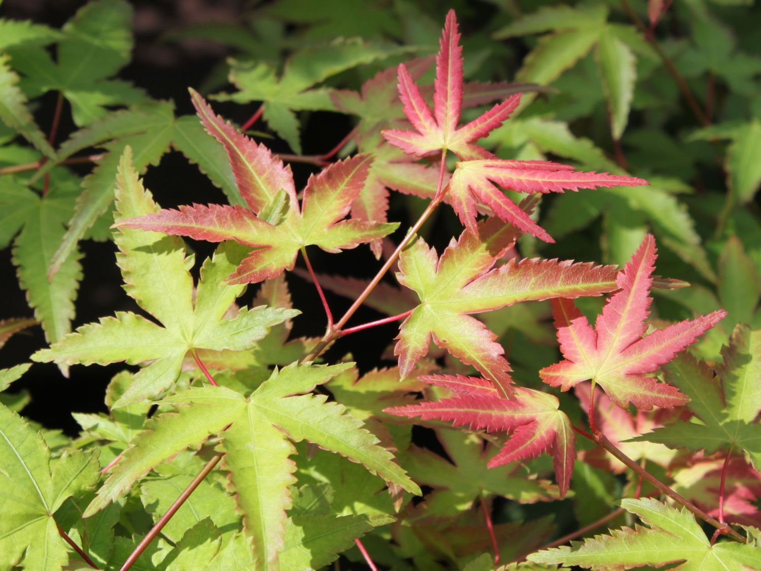 Japanischer Fächerahorn 'Little Princess'
