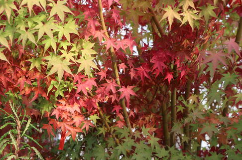 Fächerahorn - Acer palmatum