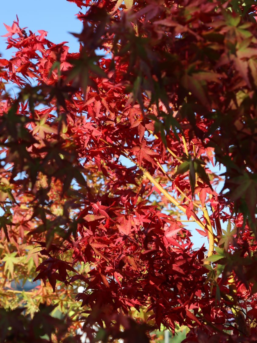 Fächerahorn 'Mizuho beni' - Acer palmatum 'Mizuho beni'