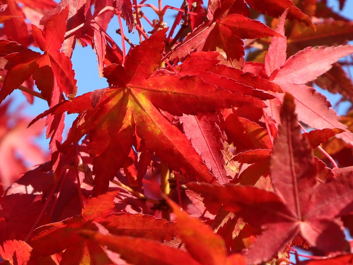Fächerahorn 'Mizuho beni' - Acer palmatum 'Mizuho beni'