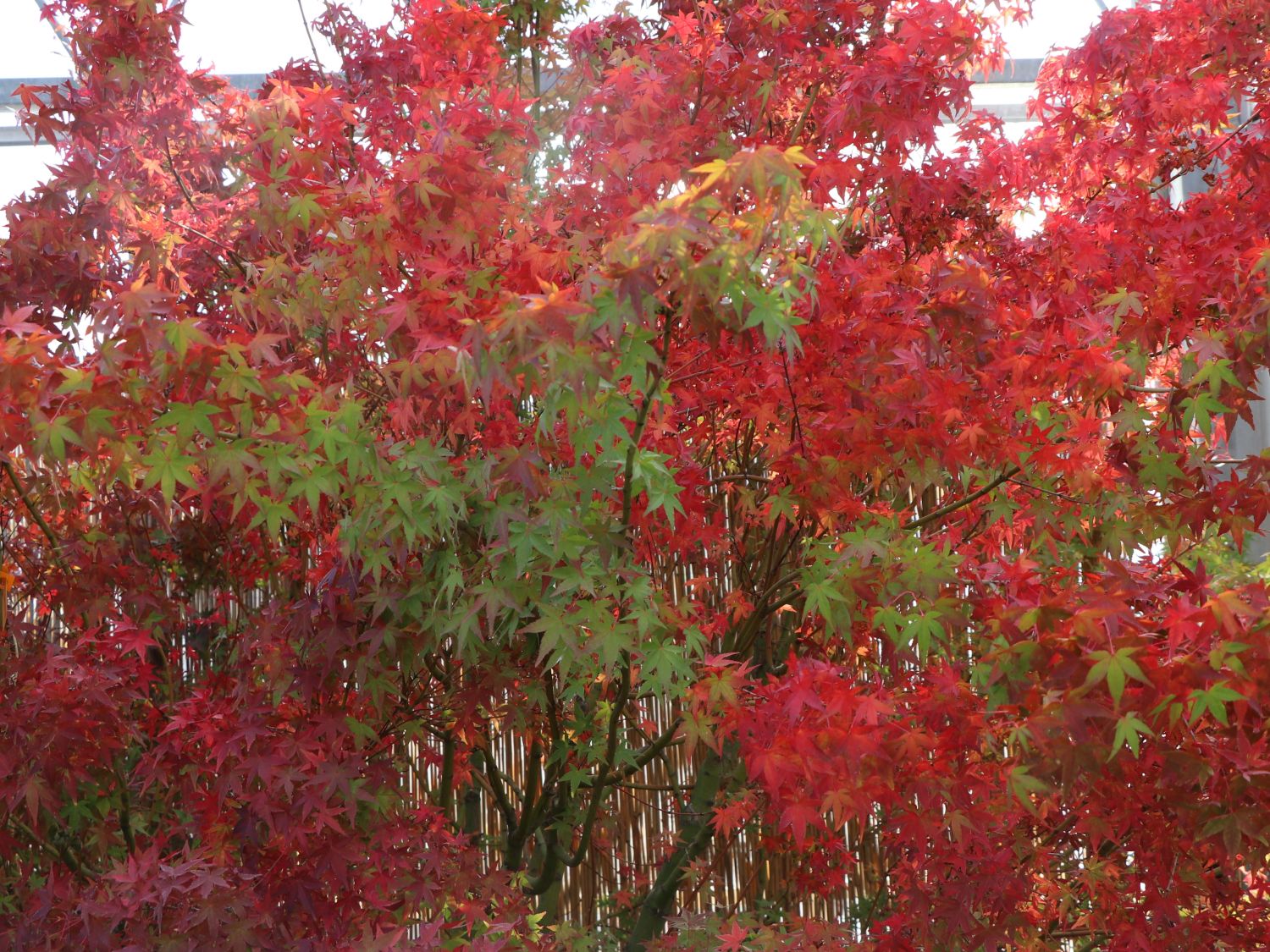 Fächerahorn 'Mizuho beni' - Acer palmatum 'Mizuho beni'