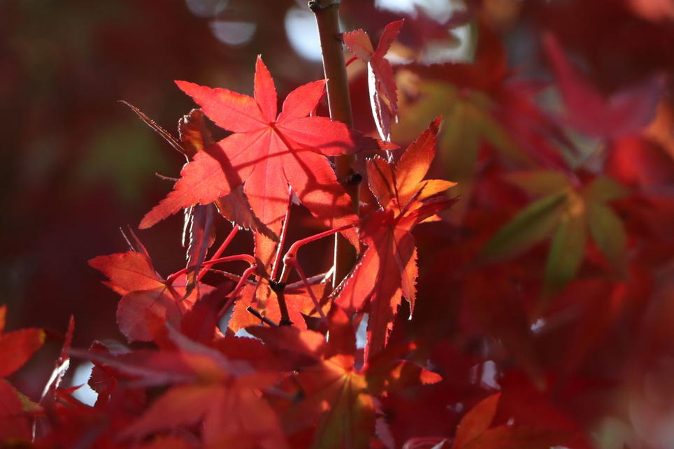 Fächerahorn 'Mizuho beni' - Acer palmatum 'Mizuho beni' - Baumschule