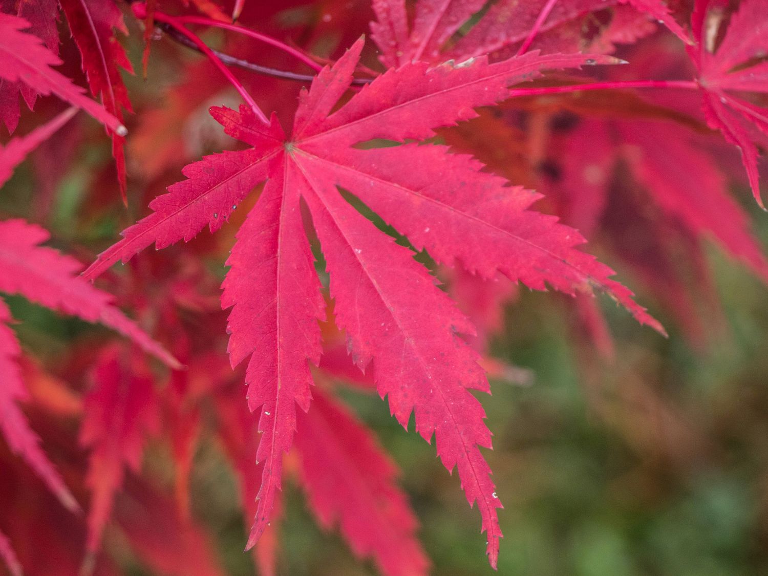 Fächerahorn 'Nicholsonii' - Acer palmatum 'Nicholsonii'