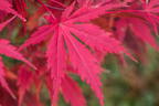 Fächerahorn 'Nicholsonii' - Acer palmatum 'Nicholsonii'