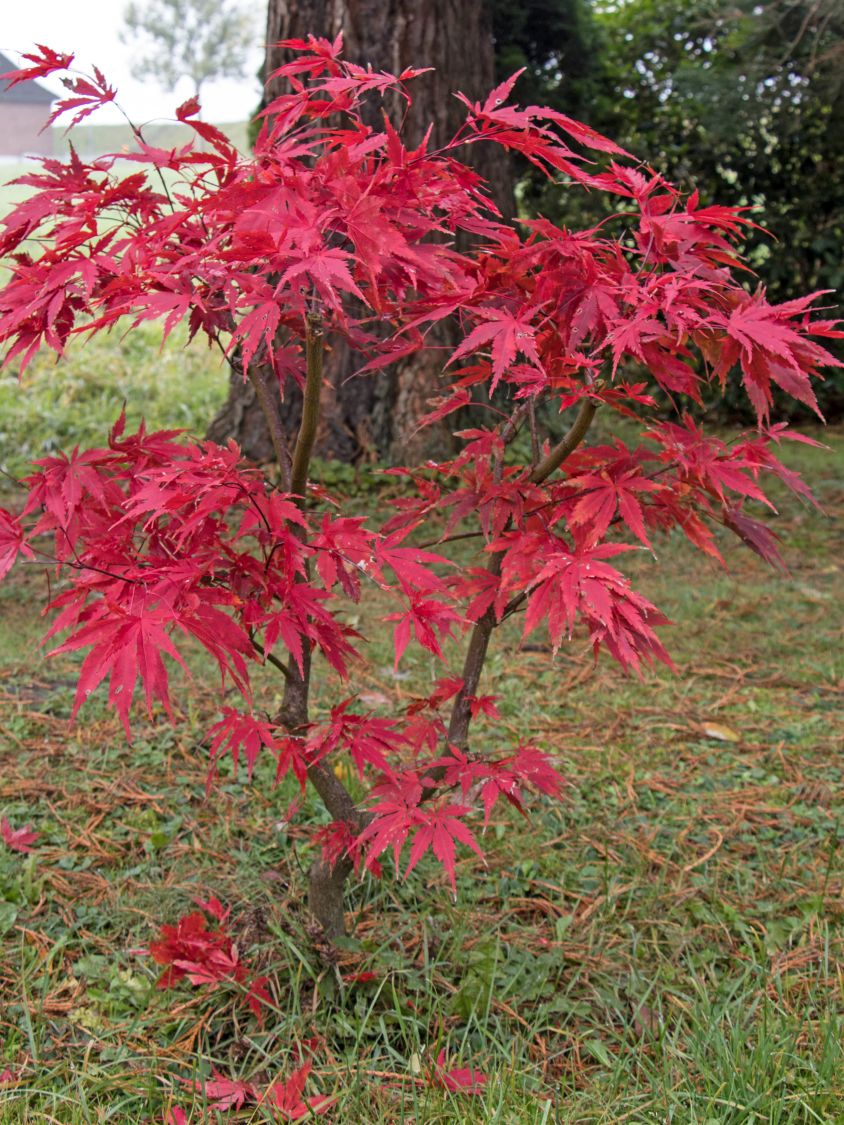 Fächerahorn 'Nicholsonii' - Acer palmatum 'Nicholsonii'
