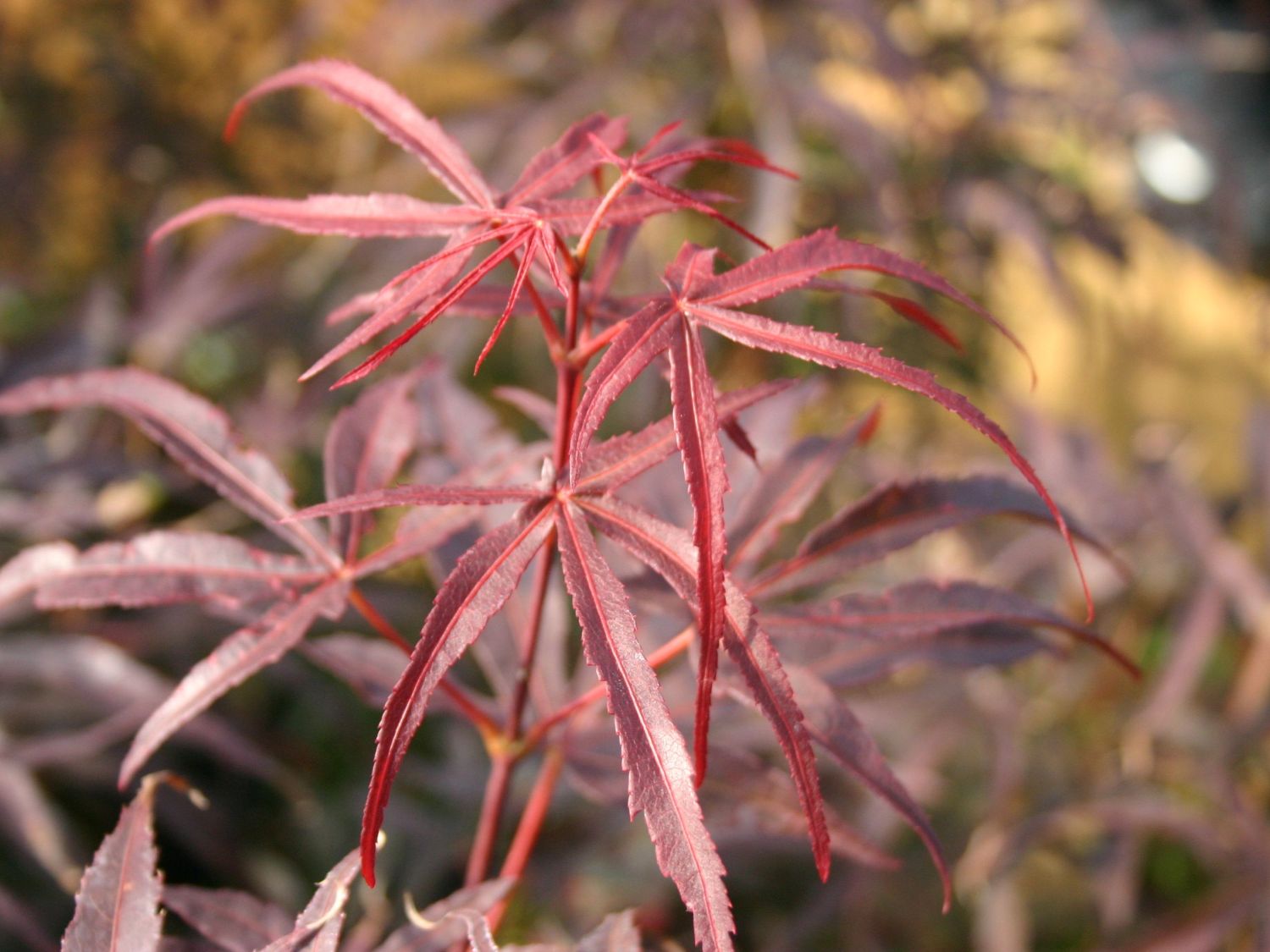 Fächerahorn 'Peve Dave'