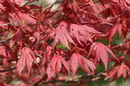 Fächerahorn 'Purple Ghost' - Acer palmatum 'Purple Ghost'