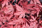 Fächerahorn 'Purple Ghost' - Acer palmatum 'Purple Ghost'