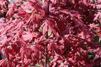 Fächerahorn 'Purple Ghost' - Acer palmatum 'Purple Ghost'
