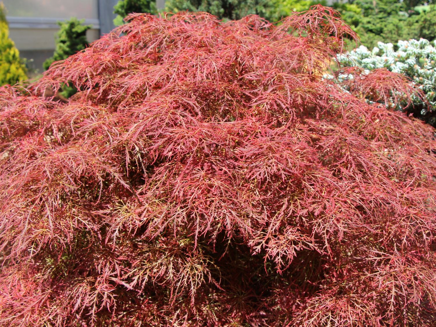 Seifenbaumgewächse (Sapindaceae)