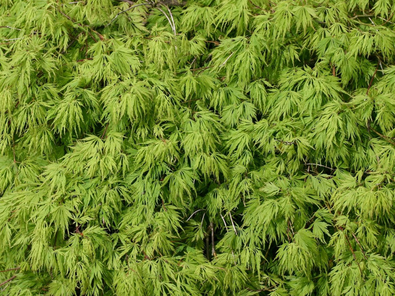 Fächerahorn 'Sekimori'