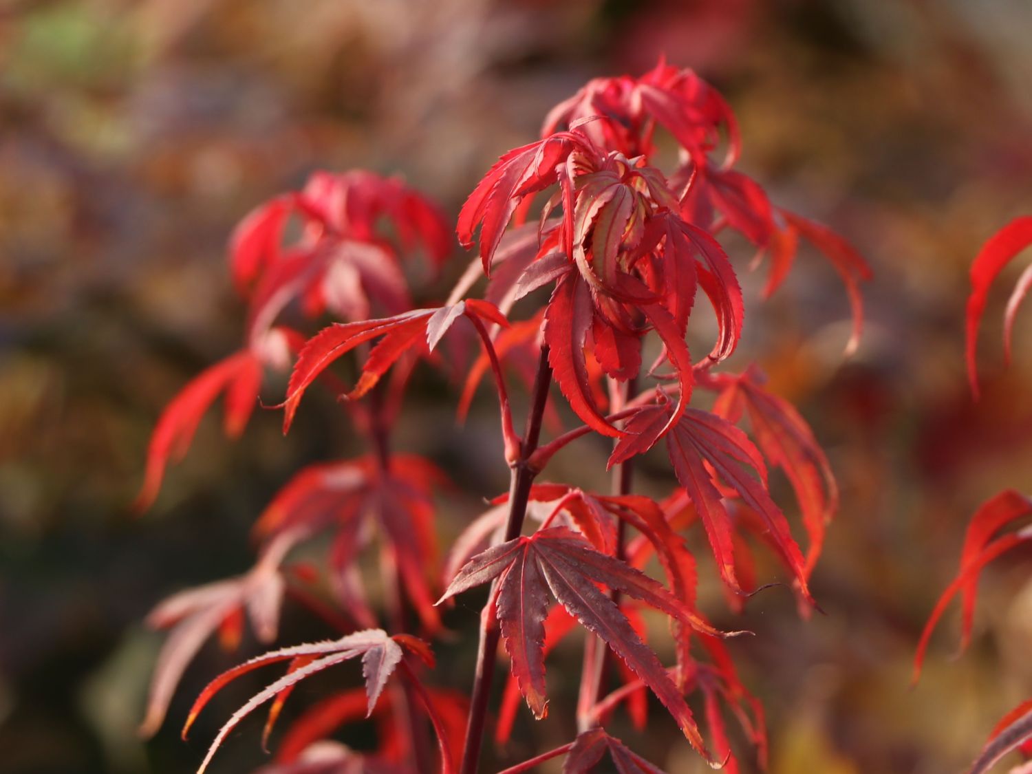 Fächerahorn 'Royle' - Acer palmatum 'Royle'