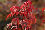Fächerahorn 'Royle' - Acer palmatum 'Royle'