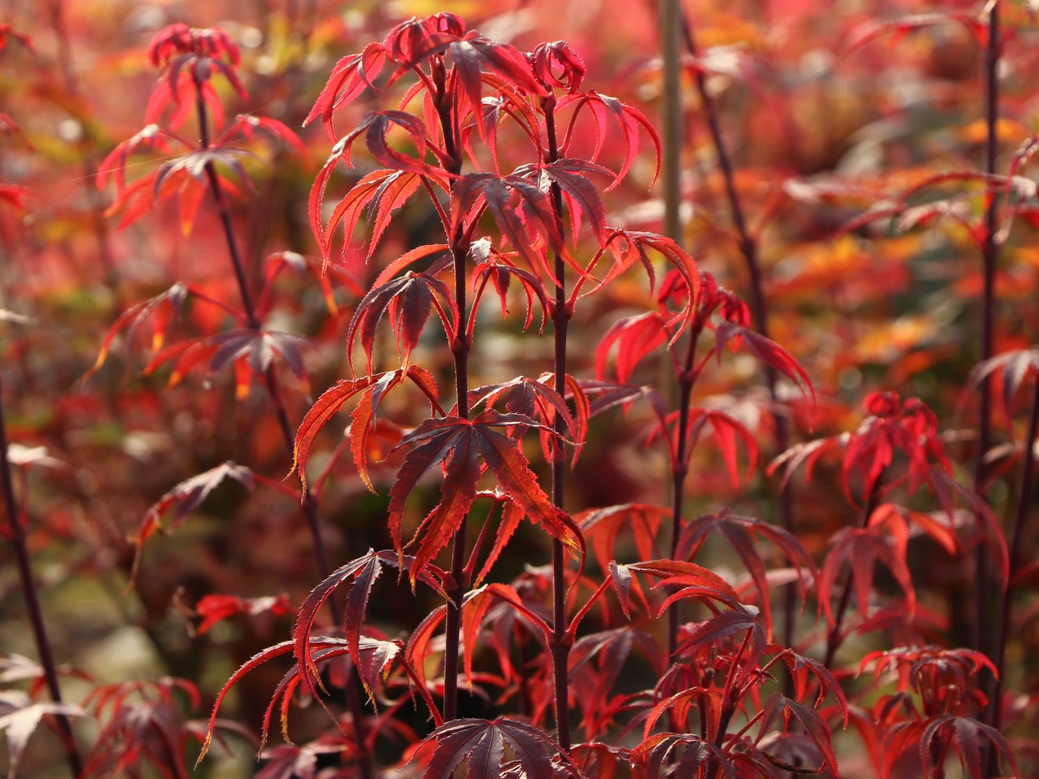 Fächerahorn 'Royle' - Acer palmatum 'Royle'