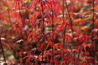 Fächerahorn 'Royle' - Acer palmatum 'Royle'