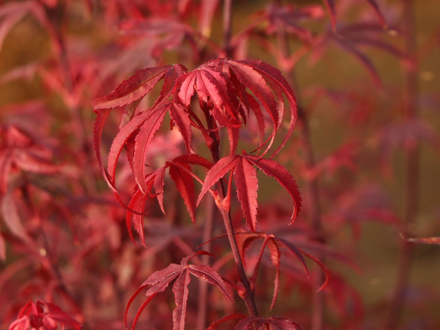 Fächerahorn 'Royle' - Acer palmatum 'Royle'