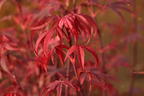 Fächerahorn 'Royle' - Acer palmatum 'Royle'