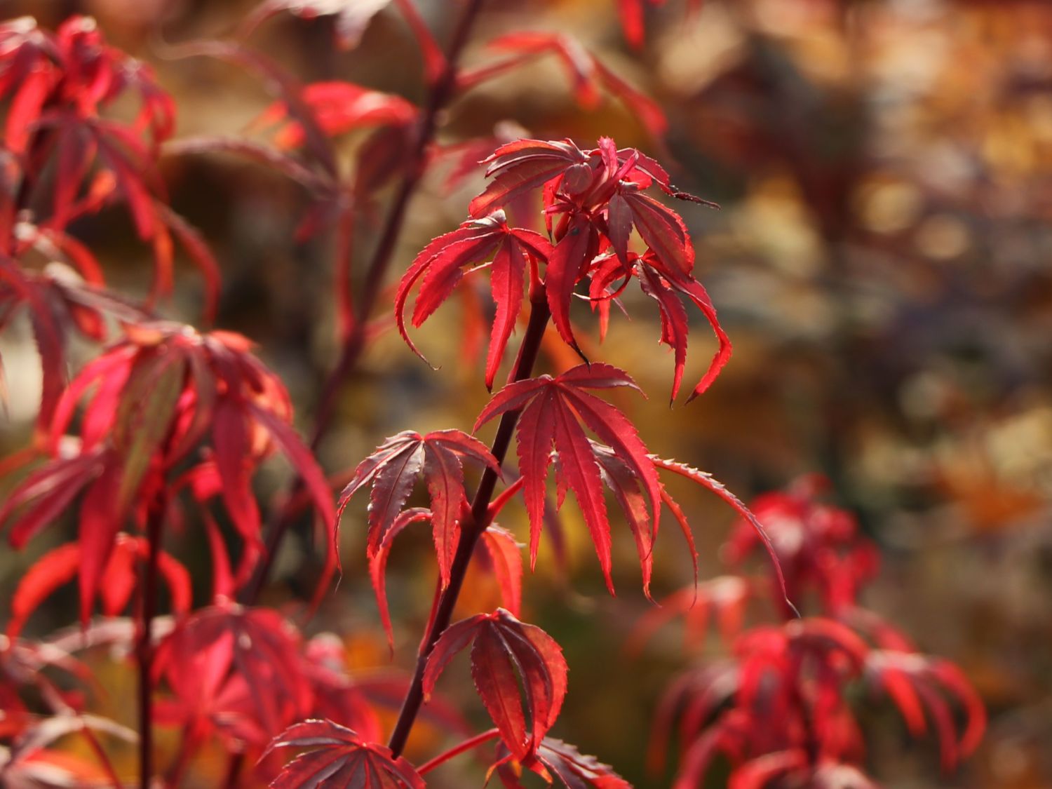 Fächerahorn 'Royle' - Acer palmatum 'Royle'