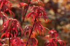 Fächerahorn 'Royle' - Acer palmatum 'Royle'