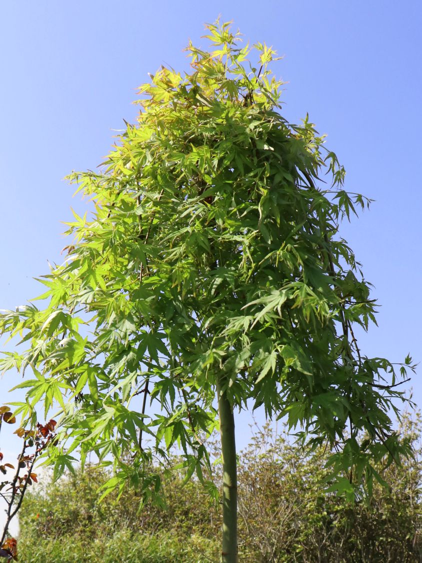 Fächerahorn 'Ryusen' - Acer palmatum 'Ryusen'