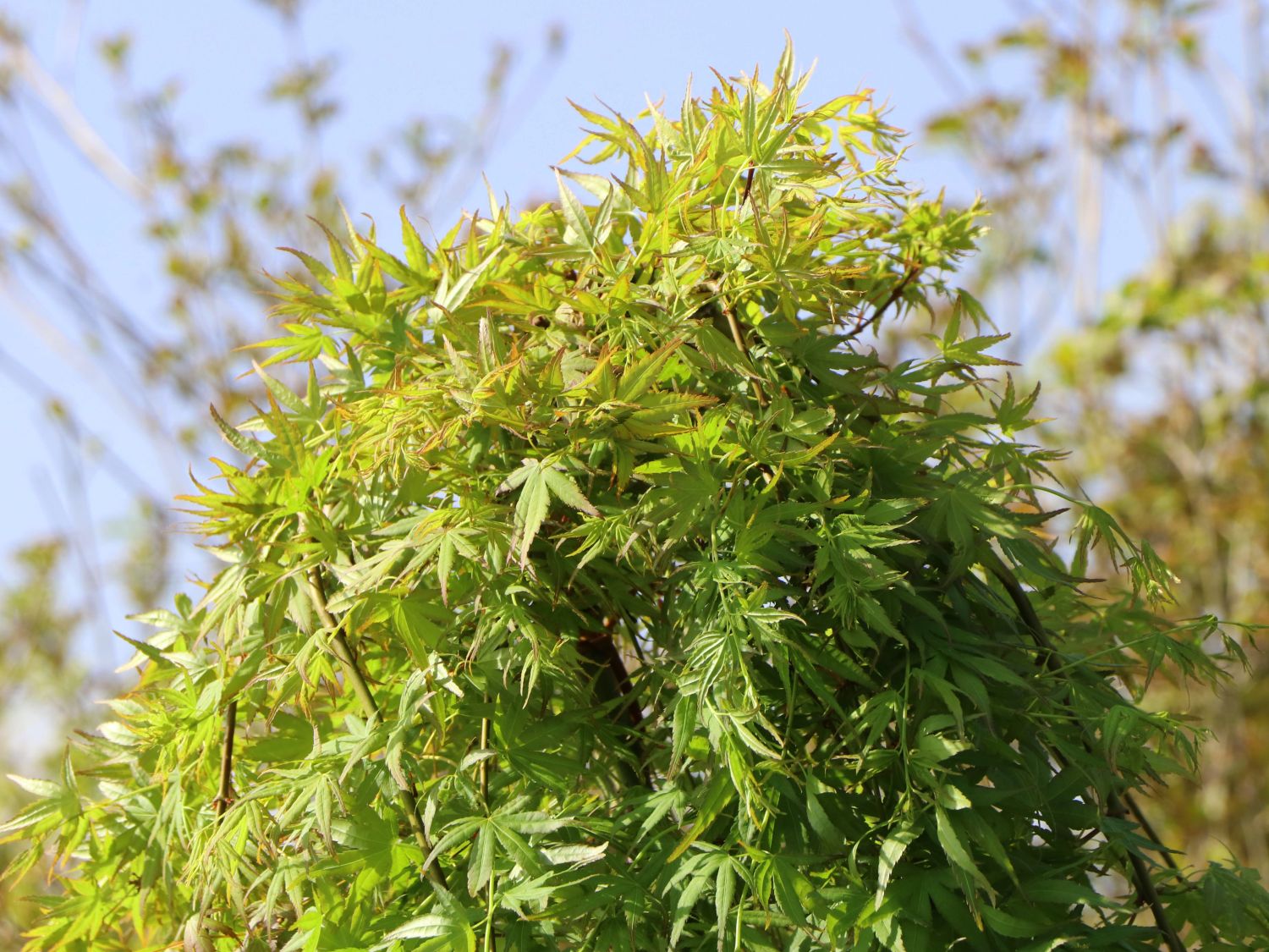 Fächerahorn 'Ryusen' - Acer palmatum 'Ryusen'