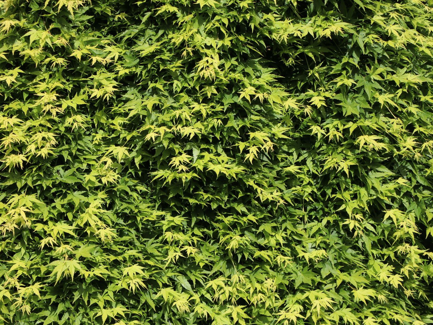 Fächerahorn 'Ryusen' - Acer palmatum 'Ryusen'