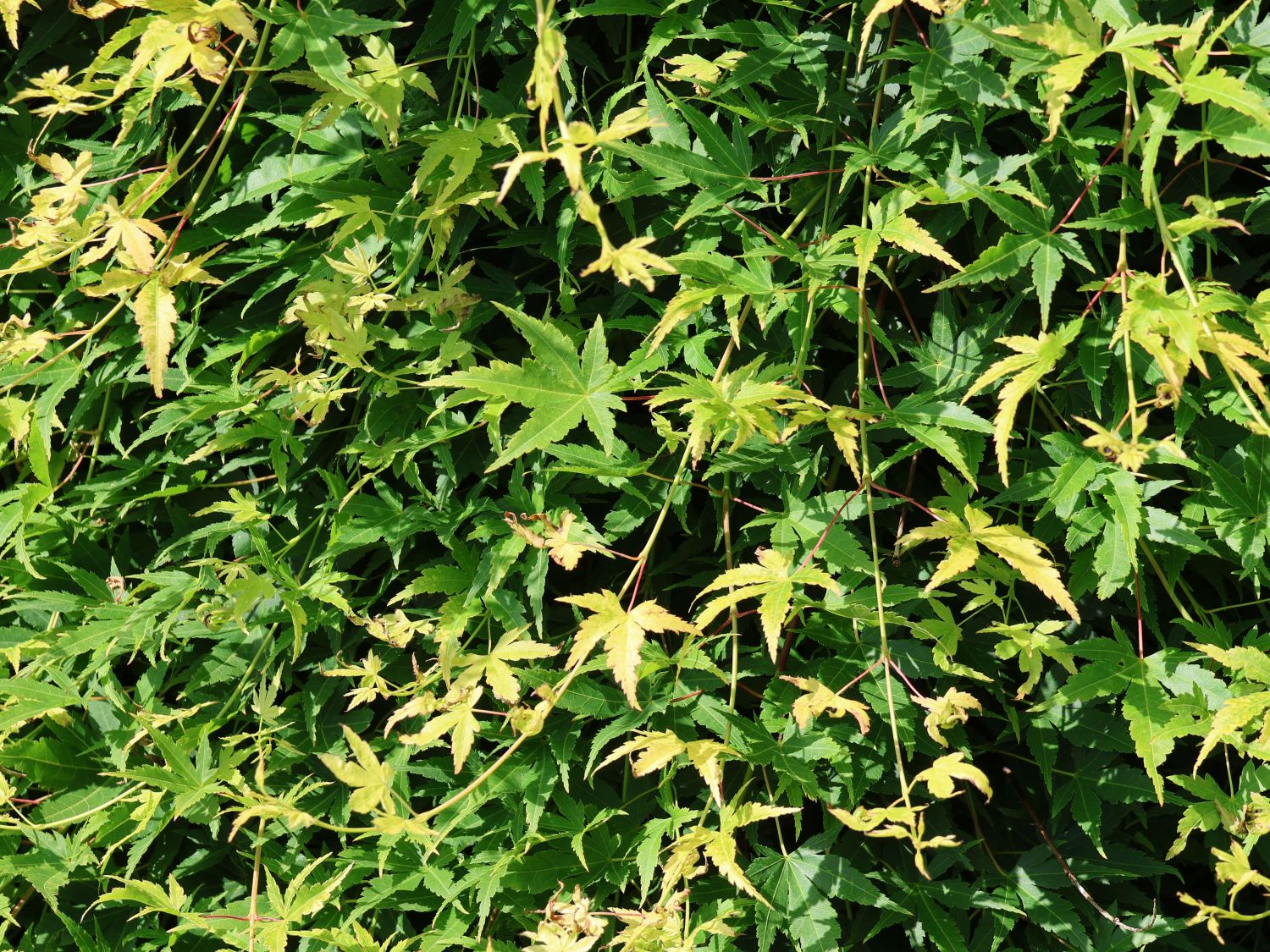 Fächerahorn 'Ryusen' - Acer palmatum 'Ryusen'