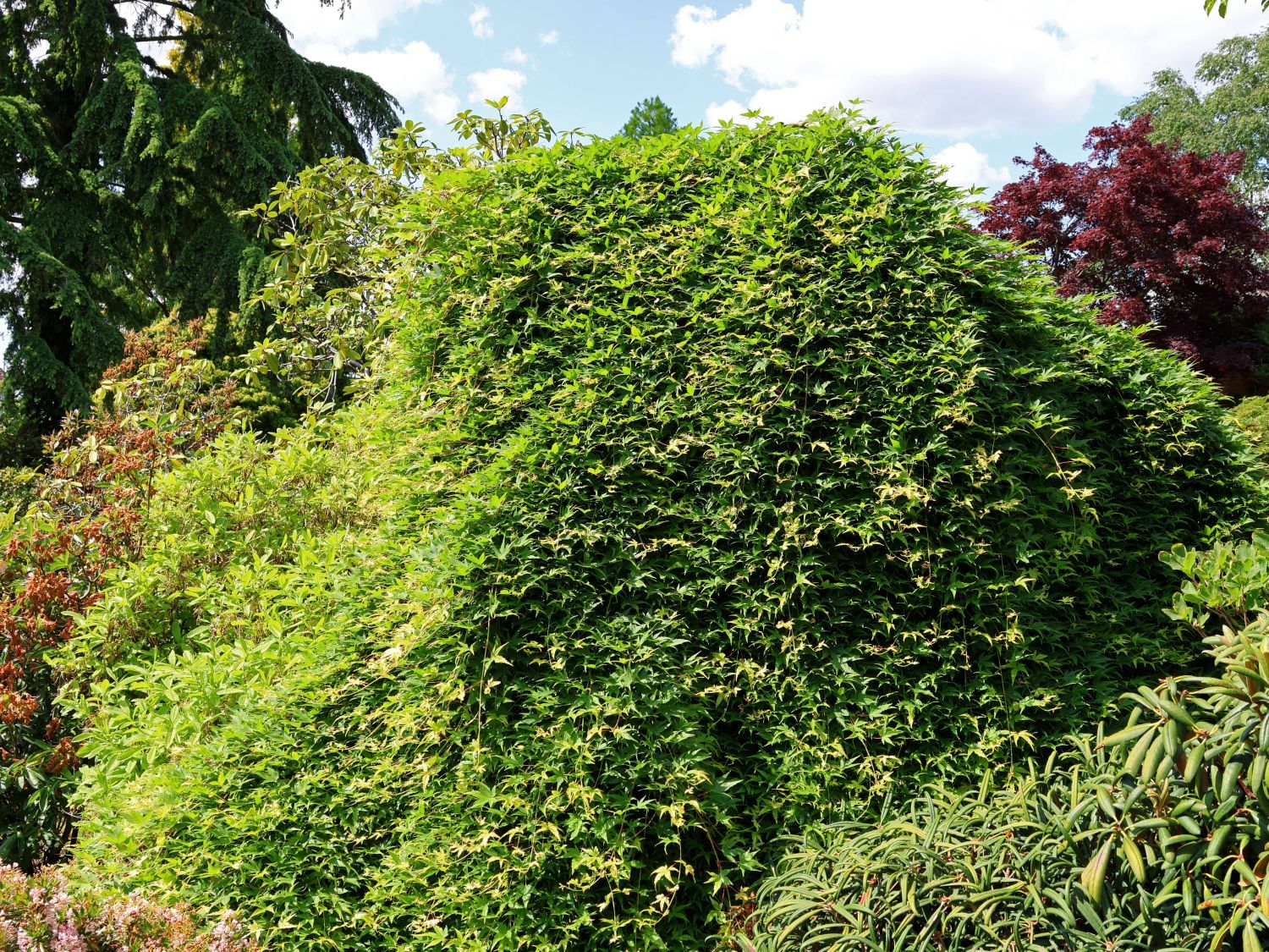 Fächerahorn 'Ryusen' - Acer palmatum 'Ryusen'