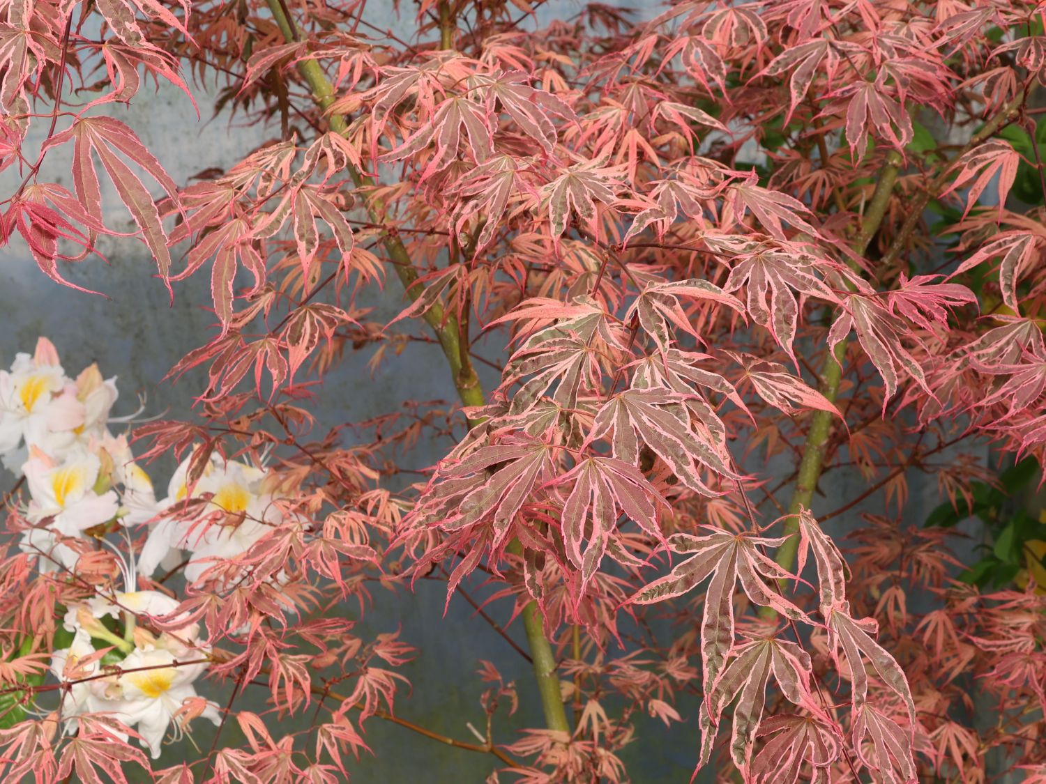 Fächerahorn 'Shirazz'